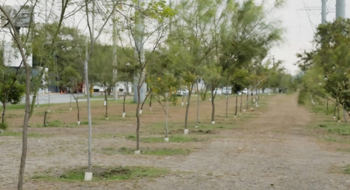 Avanza Escobedo en reforestación urbana y apunta a la meta de 30 mil árboles plantados