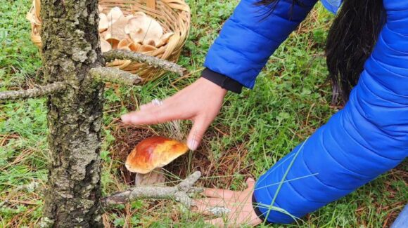 Hongosto: Los bosques de la Ciudad de México y su temporada de hongos