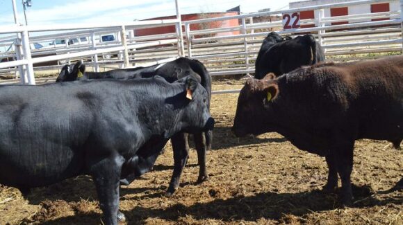 Gusano barrenador avanza en Chihuahua, confirman 91 casos en 25 municipios