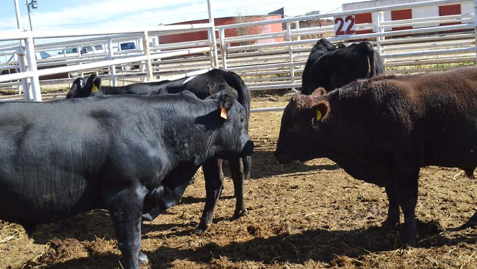 Gusano barrenador avanza en Chihuahua, confirman 91 casos en 25 municipios