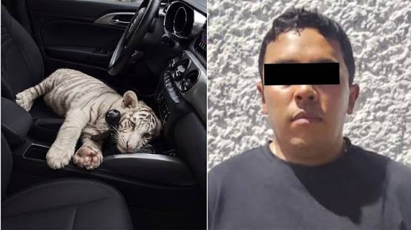 Autoridades de CDMX detienen a José Luis ‘N’ por trasladar sin papeles a un tigre de Bengala blanco