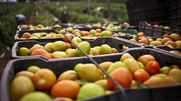 Estados Unidos rechaza eliminar el arancel antidumping al tomate mexicano