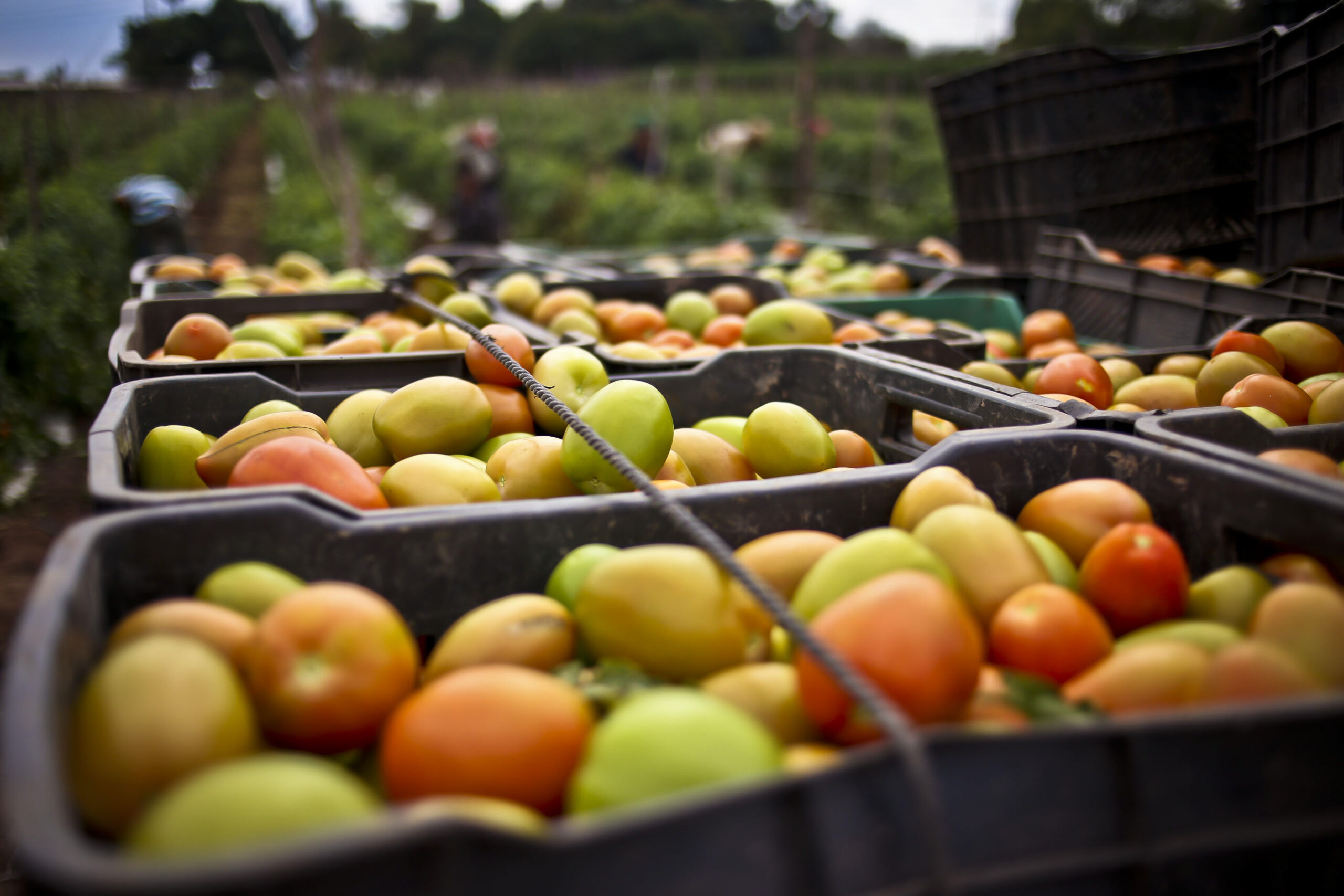 Estados Unidos rechaza eliminar el arancel antidumping al tomate mexicano