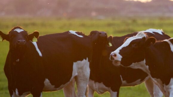 NL y Federación acuerdan reducir costos por movilización de ganado ante gusano barrenador