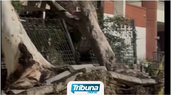Monterrey: Retiran árboles caídos en la colonia Contry tras afectaciones por tormenta