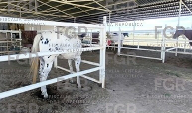 FGR asegura 701 animales y detiene a seis personas en cateos en Chihuahua, Durango y Coahuila
