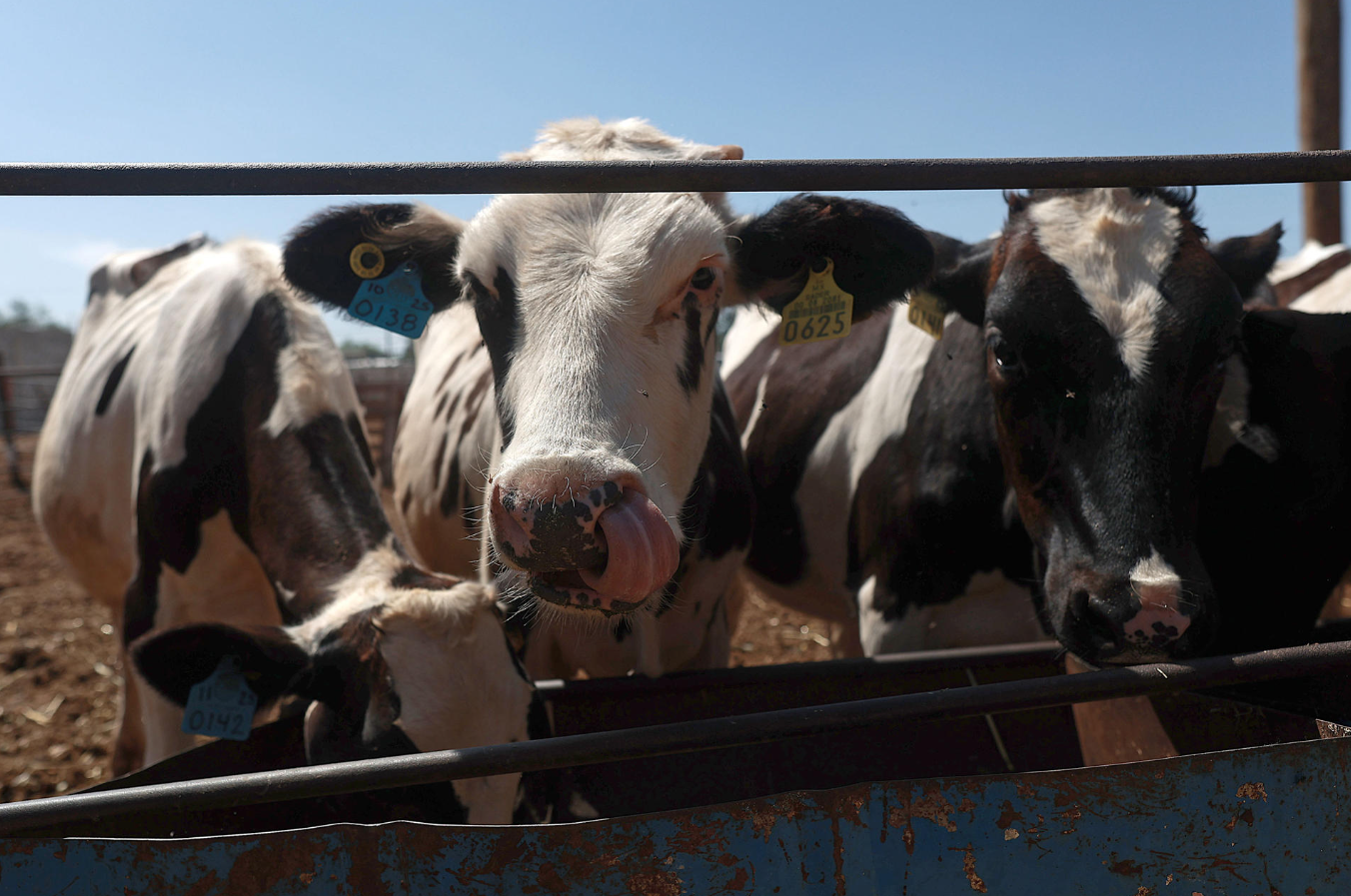 Ganaderos mexicanos aplazan al 8 de septiembre reinicio de exportación de ganado a Estados Unidos