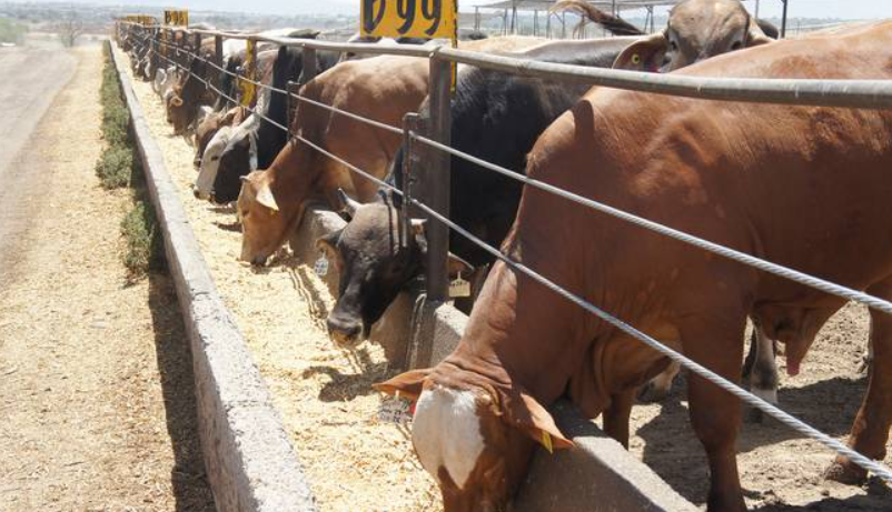 Sonora reabre frontera para exportar ganado a Estados Unidos tras una semana de cierre