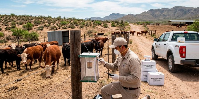 Chihuahua registra 78 casos activos de gusano barrenador y refuerza medidas de control