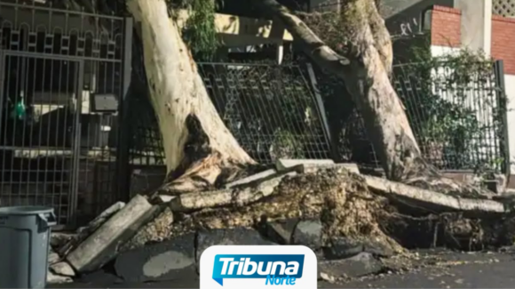 Tormenta deja apagones, árboles caídos y bloqueos viales en Monterrey