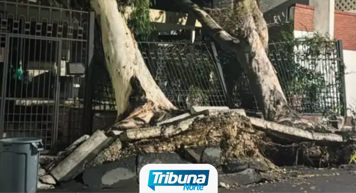 Tormenta deja apagones, árboles caídos y bloqueos viales en Monterrey