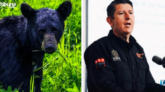 NL: Erick Cavazos advierte sobre aumento de avistamientos de osos en zona metropolitana