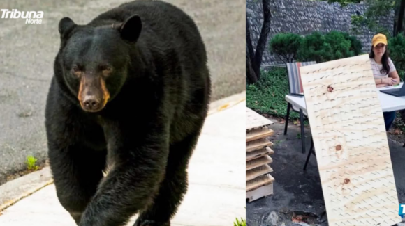 NL: Condenan en San Pedro tablas con clavos para ahuyentar osos; alistan denuncias