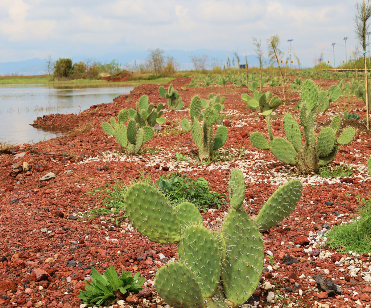 Ruta gratis al Parque Ecológico Lago de Texcoco: ¿De dónde sale, cómo y cuándo opera?