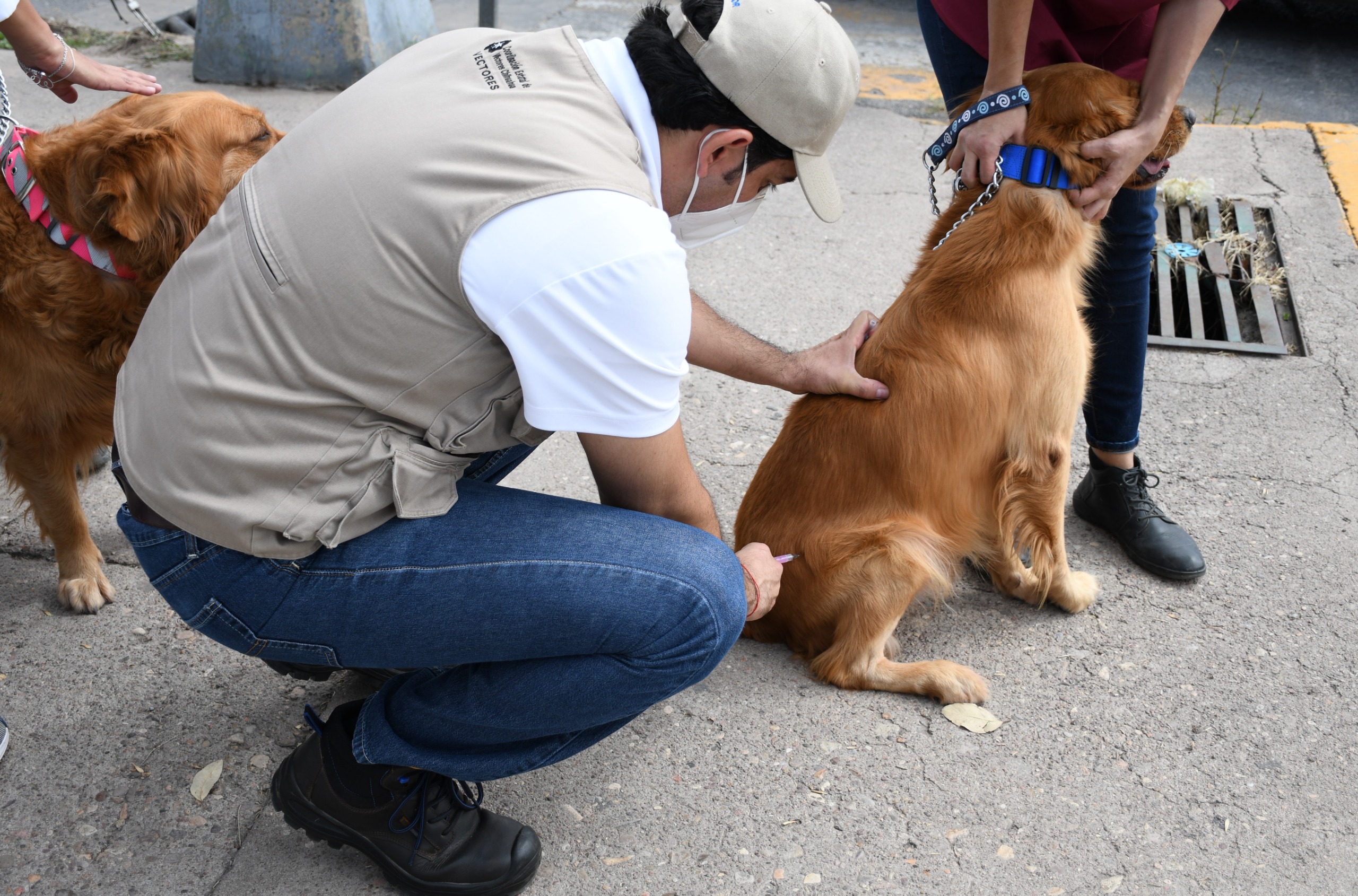 Autoridades de la CDMX llaman a no bajar la guardia ante la rabia vacunando a perros y gatos