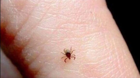 Baja California suma 60 muertes por rickettsiosis en 2026; Salud pide atender síntomas sin esperar pruebas
