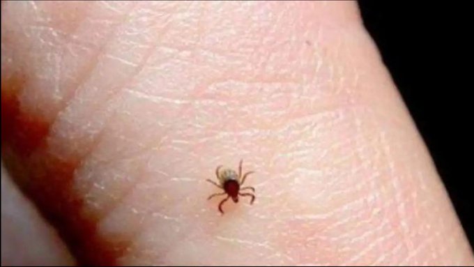 Baja California suma 60 muertes por rickettsiosis en 2026; Salud pide atender síntomas sin esperar pruebas