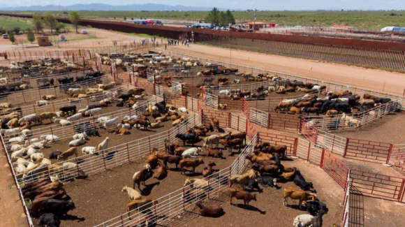 Sonora reanuda exportación de ganado a Estados Unidos tras descartar fiebre aftosa en un becerro