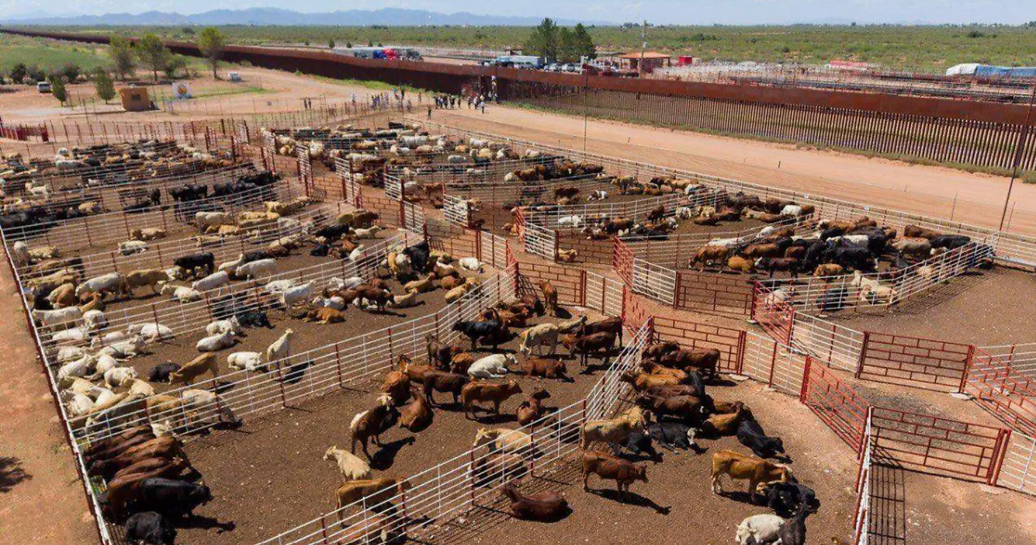 Sonora reanuda exportación de ganado a Estados Unidos tras descartar fiebre aftosa en un becerro