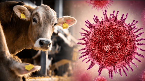 Francia reporta primera muerte humana vinculada al virus Shamonda, asociado al ganado