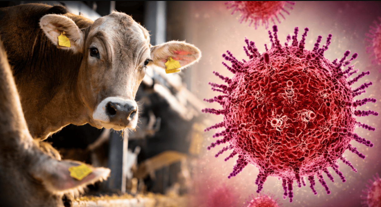 Francia reporta primera muerte humana vinculada al virus Shamonda, asociado al ganado