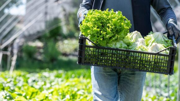 Cofepris descarta que productos agrícolas mexicanos causaran brotes de Salmonella y Cyclospora en EU