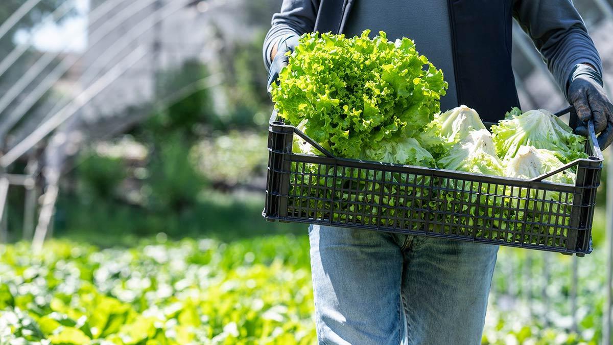 Cofepris descarta que productos agrícolas mexicanos causaran brotes de Salmonella y Cyclospora en EU