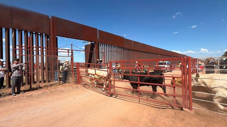 Suspenden exportación de ganado de Sonora a Estados Unidos por sospecha sanitaria