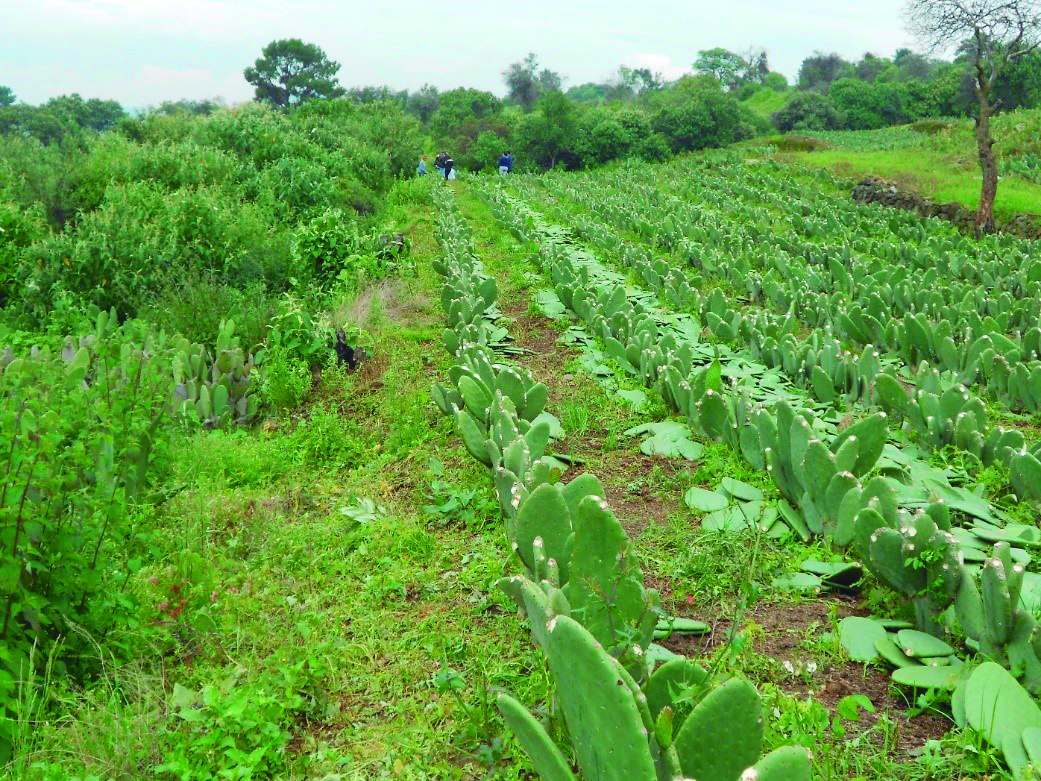Ciudad de México es la segunda productora nacional de nopal: Agricultura