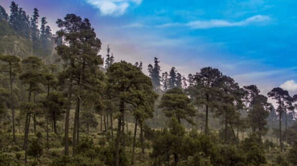 Ajusco: Desaparecidos y cientos de cuerpos sin vida hallados en el bosque