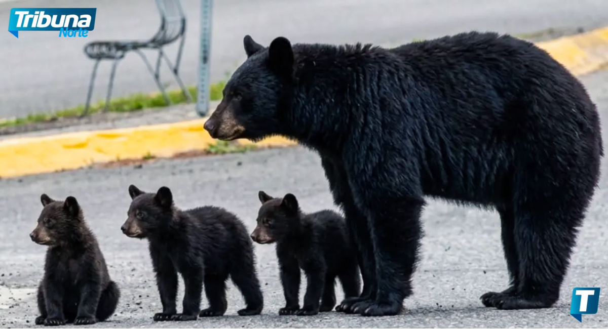 Parques y Vida Silvestre pide sancionar mal manejo de basura por presencia de osos