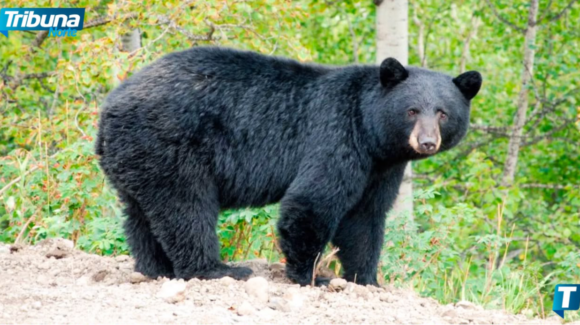 Parques y Vida Silvestre busca sancionar mal manejo de basura en zonas con osos en NL