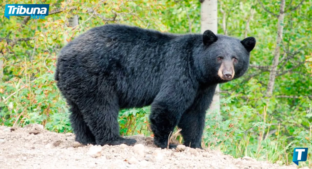 Parques y Vida Silvestre pide sancionar mal manejo de basura por presencia de osos