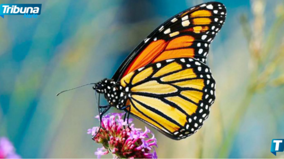 Mariposas monarca cruzan por NL en su camino hacia los santuarios de hibernación