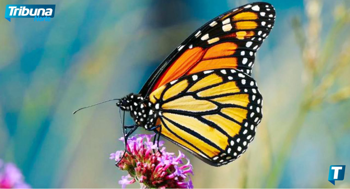 Mariposas monarca cruzan por Nuevo León en su camino hacia los santuarios de hibernación