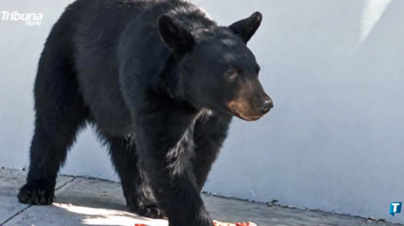 NL: Vecinos de San Pedro exigen más guardabosques ante avistamientos de osos
