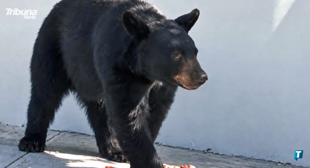 Demandan en San Pedro mayor presencia de guardabosques por avistamientos de fauna silvestre