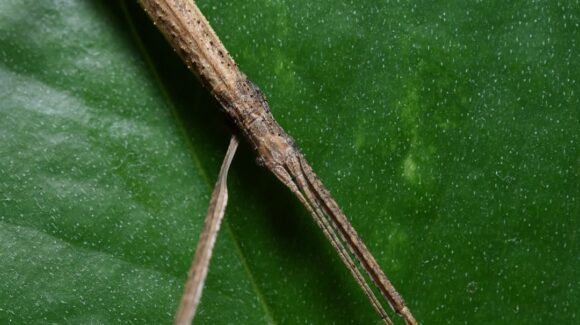 CDMX: Descubren investigadores dos nuevas especies de insecto-palo en cerro Santa Cruz Xochitepec