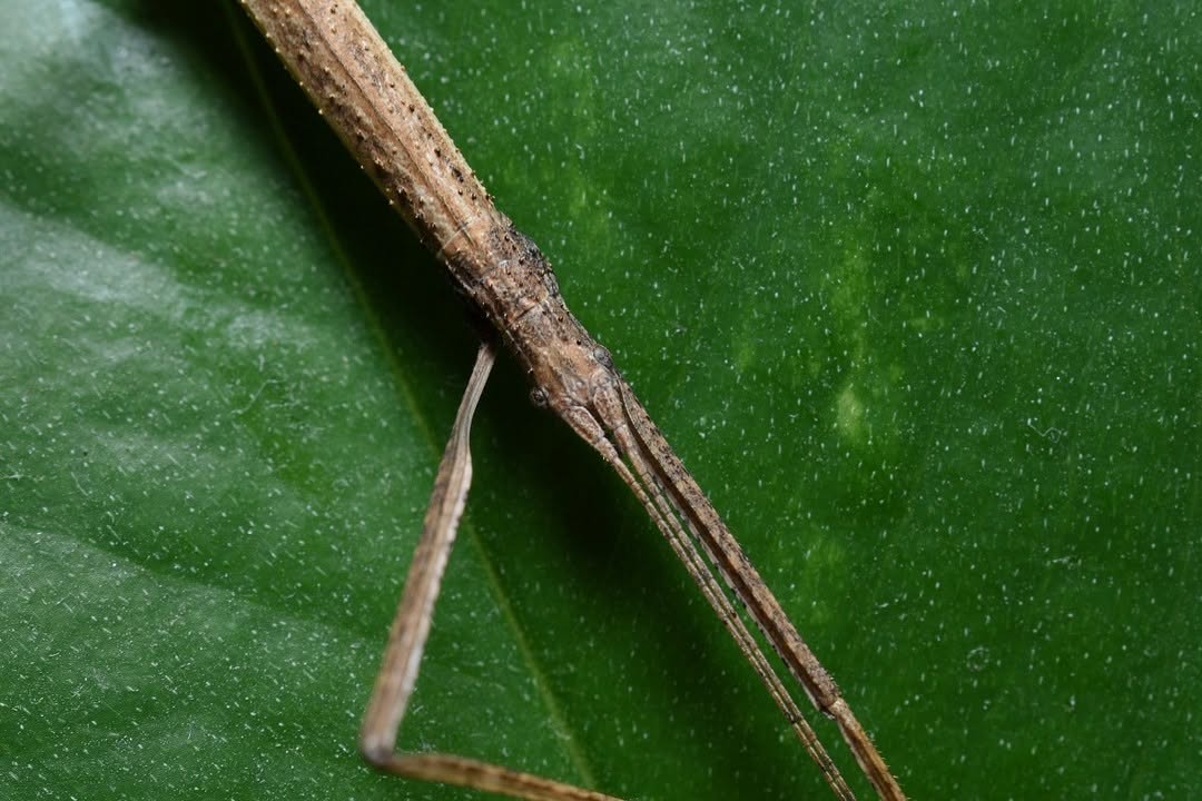 CDMX: Descubren investigadores dos nuevas especies de insecto-palo en cerro Santa Cruz Xochitepec