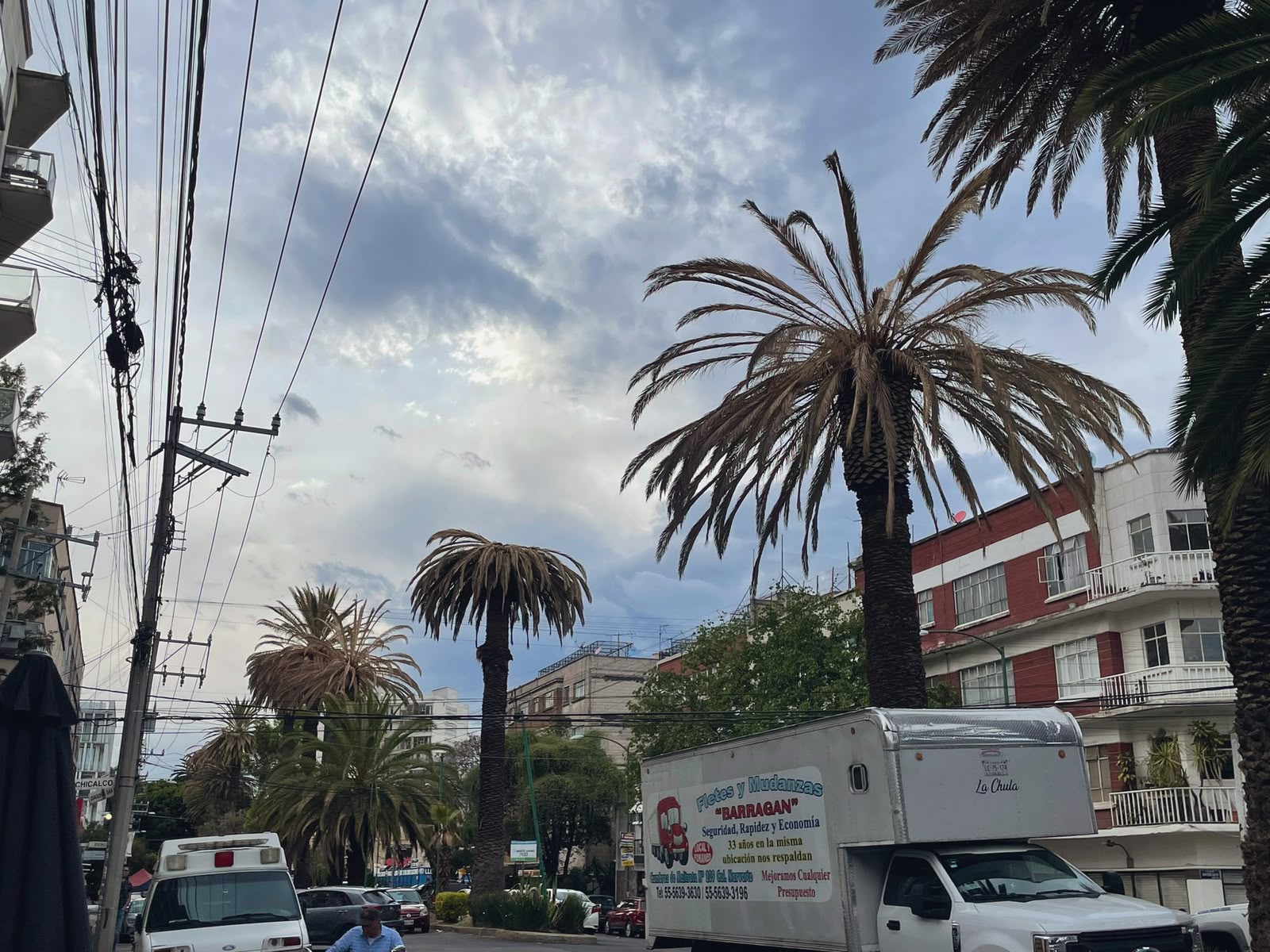 Retiran 2 mil 302 palmeras muertas o en mal estado de la vía pública en la CDMX
