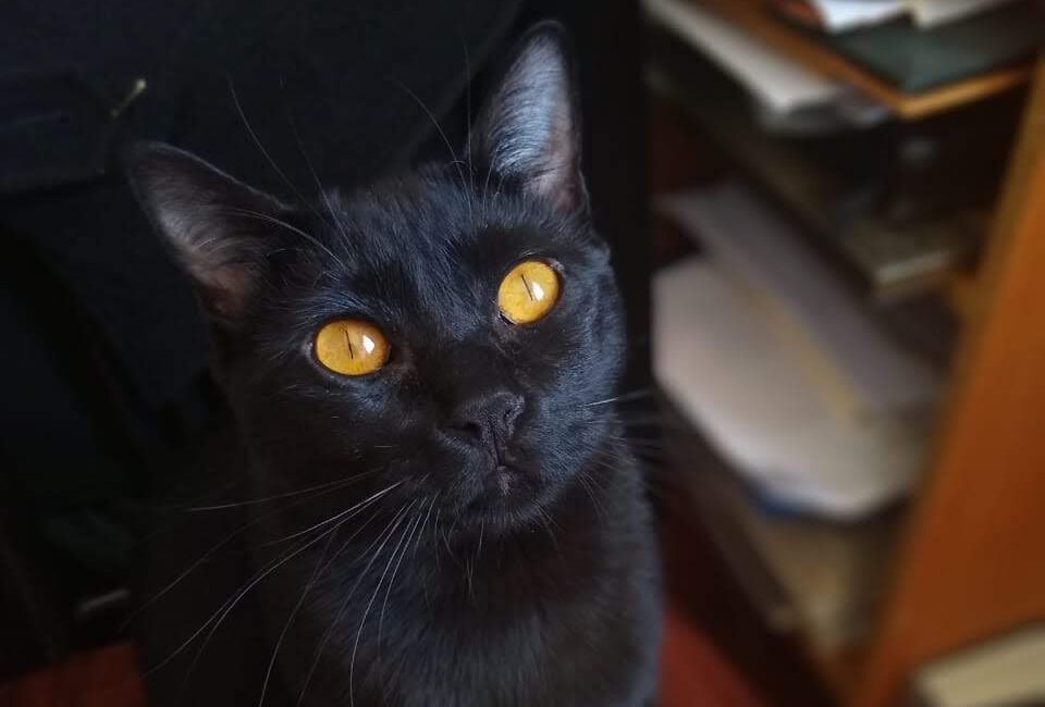 Revelan secretos de gatos negros en museo de Chapultepec