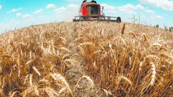 Producción de trigo se desploma 46% en México y agrava la peor crisis del sector en 60 años