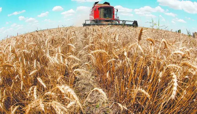 Producción de trigo se desploma 46% en México y agrava la peor crisis del sector en 60 años